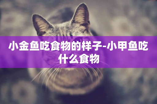小金魚吃食物的樣子-小甲魚吃什么食物