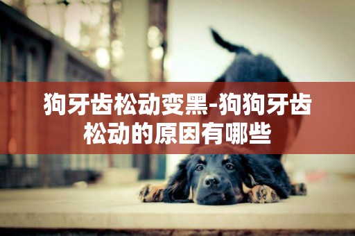 狗牙齒松動變黑-狗狗牙齒松動的原因有哪些
