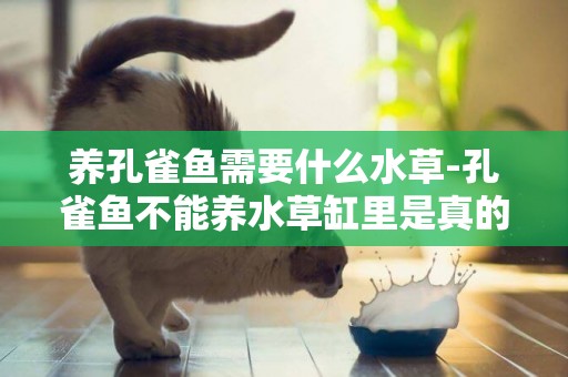 養孔雀魚需要什么水草-孔雀魚不能養水草缸里是真的嗎