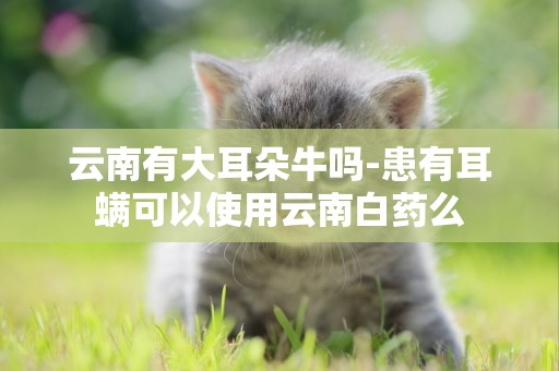 云南有大耳朵牛嗎-患有耳螨可以使用云南白藥么