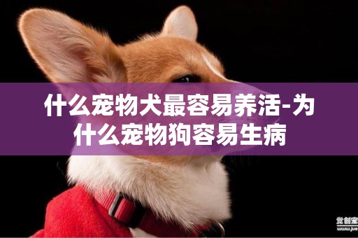 什么寵物犬最容易養活-為什么寵物狗容易生病