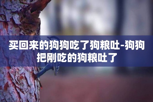 買回來的狗狗吃了狗糧吐-狗狗把剛吃的狗糧吐了