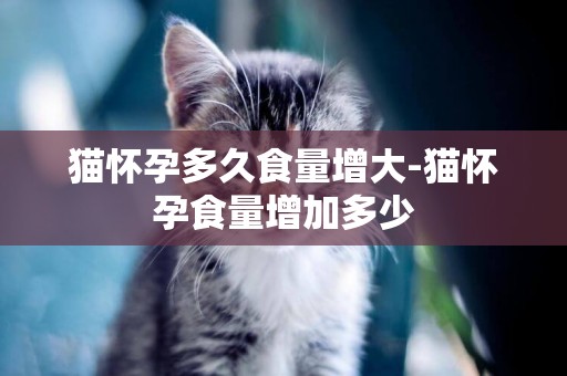 貓懷孕多久食量增大-貓懷孕食量增加多少