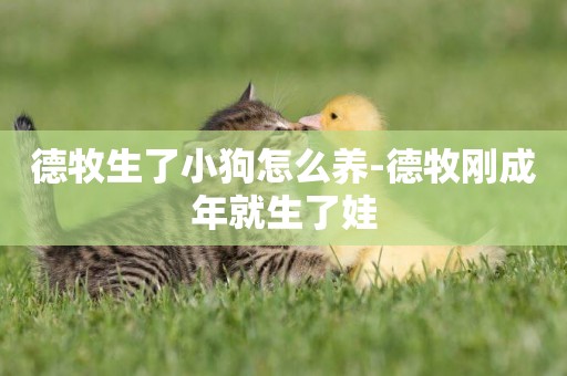 德牧生了小狗怎么養-德牧剛成年就生了娃