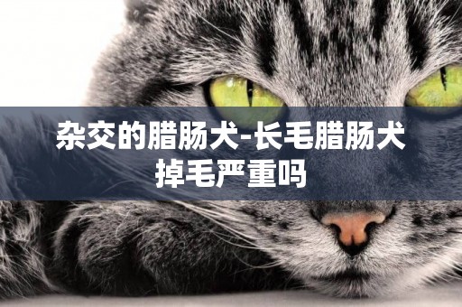 雜交的臘腸犬-長毛臘腸犬掉毛嚴重嗎