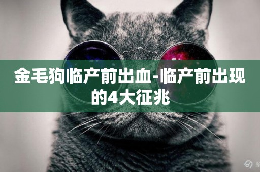 金毛狗臨產前出血-臨產前出現的4大征兆