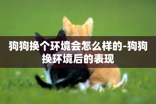 狗狗換個環境會怎么樣的-狗狗換環境后的表現