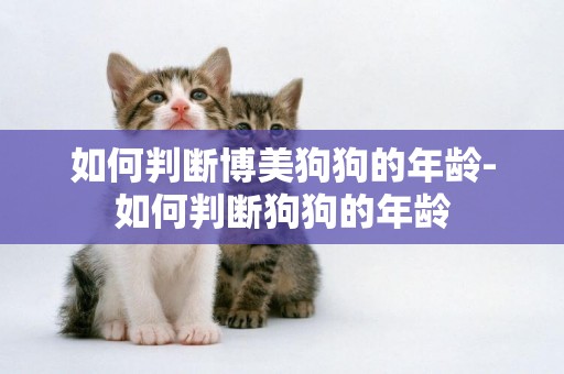 如何判斷博美狗狗的年齡-如何判斷狗狗的年齡