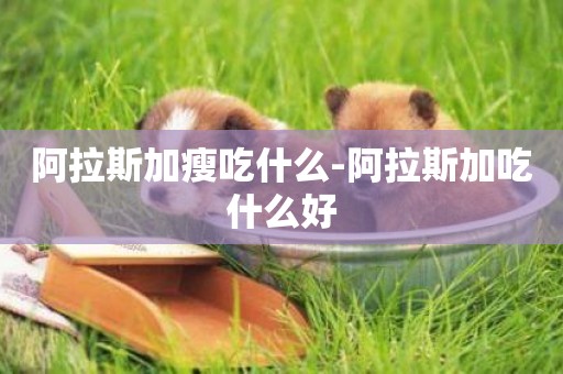 阿拉斯加瘦吃什么-阿拉斯加吃什么好