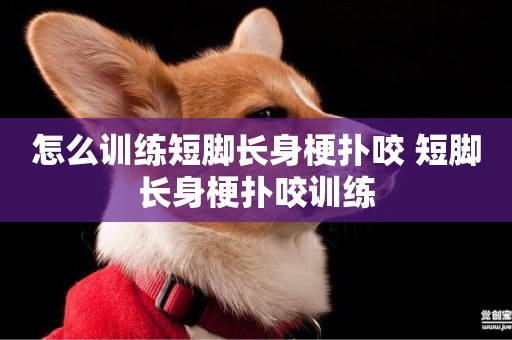 怎么訓練短腳長身梗撲咬 短腳長身梗撲咬訓練