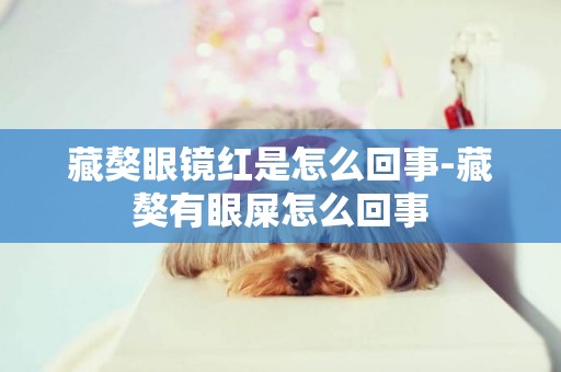 藏獒眼鏡紅是怎么回事-藏獒有眼屎怎么回事