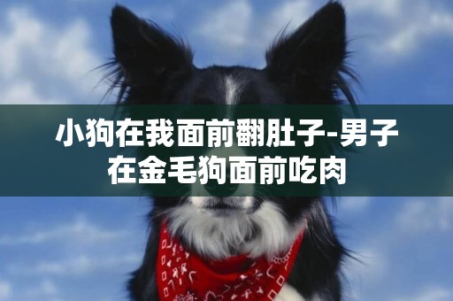 小狗在我面前翻肚子-男子在金毛狗面前吃肉