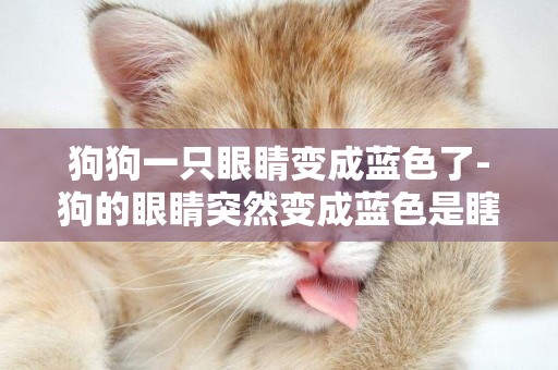 狗狗一只眼睛變成藍色了-狗的眼睛突然變成藍色是瞎了嗎
