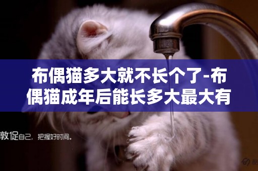 布偶貓多大就不長個了-布偶貓成年后能長多大最大有多大