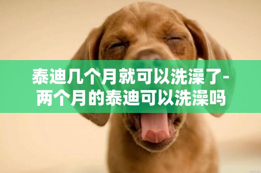 泰迪幾個月就可以洗澡了-兩個月的泰迪可以洗澡嗎