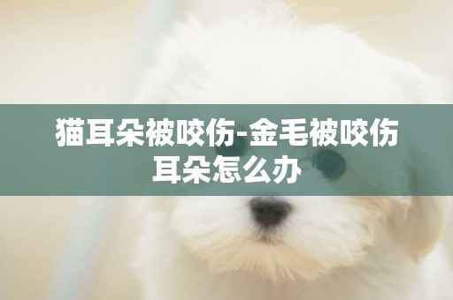 貓耳朵被咬傷-金毛被咬傷耳朵怎么辦
