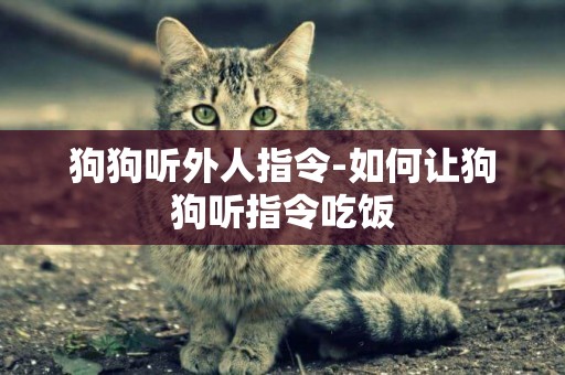 狗狗聽外人指令-如何讓狗狗聽指令吃飯