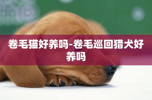 卷毛貓好養嗎-卷毛巡回獵犬好養嗎