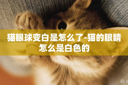 貓眼球變白是怎么了-貓的眼睛怎么是白色的