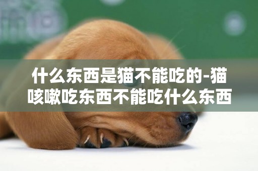 什么東西是貓不能吃的-貓咳嗽吃東西不能吃什么東西
