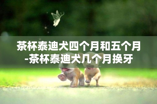 茶杯泰迪犬四個月和五個月-茶杯泰迪犬幾個月換牙