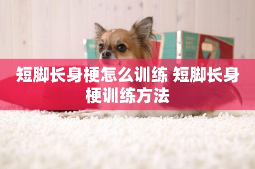 短腳長身梗怎么訓練 短腳長身梗訓練方法