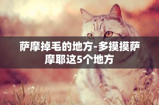 薩摩掉毛的地方-多摸摸薩摩耶這5個地方