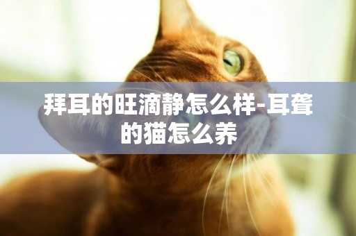 拜耳的旺滴靜怎么樣-耳聾的貓怎么養