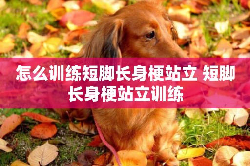 怎么訓練短腳長身梗站立 短腳長身梗站立訓練