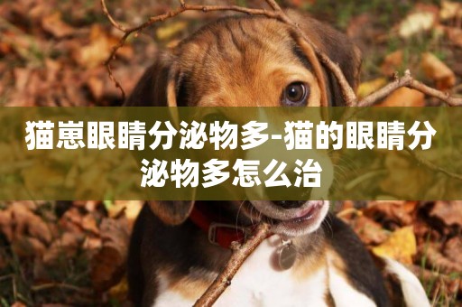 貓崽眼睛分泌物多-貓的眼睛分泌物多怎么治
