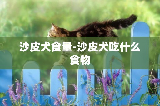 沙皮犬食量-沙皮犬吃什么食物