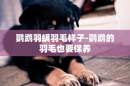 鸚鵡羽螨羽毛樣子-鸚鵡的羽毛也要保養