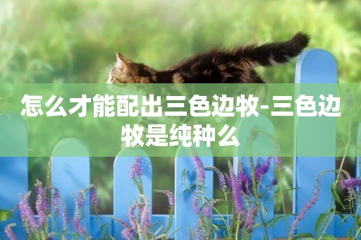 怎么才能配出三色邊牧-三色邊牧是純種么