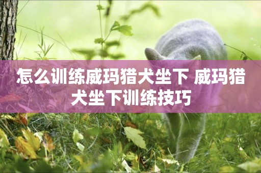 怎么訓練威瑪獵犬坐下 威瑪獵犬坐下訓練技巧
