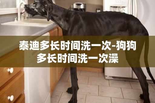 泰迪多長時間洗一次-狗狗多長時間洗一次澡