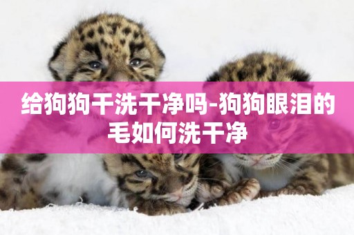 給狗狗干洗干凈嗎-狗狗眼淚的毛如何洗干凈