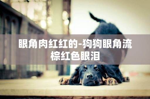 眼角肉紅紅的-狗狗眼角流棕紅色眼淚