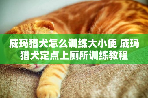 威瑪獵犬怎么訓練大小便 威瑪獵犬定點上廁所訓練教程