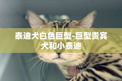 泰迪犬白色巨型-巨型貴賓犬和小泰迪