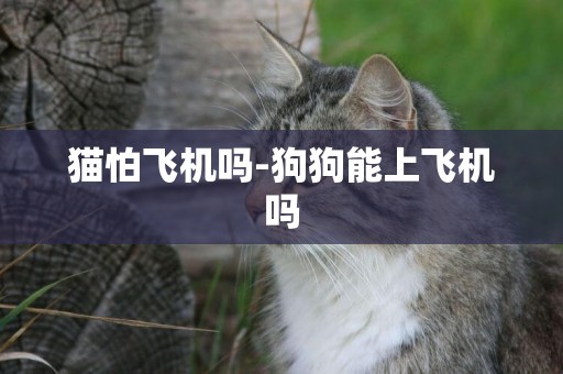 貓怕飛機嗎-狗狗能上飛機嗎