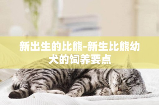 新出生的比熊-新生比熊幼犬的飼養要點