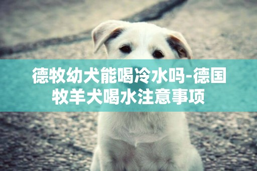 德牧幼犬能喝冷水嗎-德國牧羊犬喝水注意事項