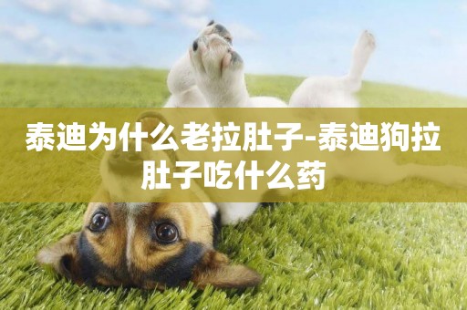 泰迪為什么老拉肚子-泰迪狗拉肚子吃什么藥