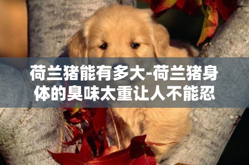 荷蘭豬能有多大-荷蘭豬身體的臭味太重讓人不能忍