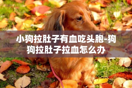 小狗拉肚子有血吃頭胞-狗狗拉肚子拉血怎么辦