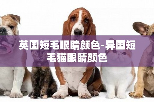 英國短毛眼睛顏色-異國短毛貓眼睛顏色