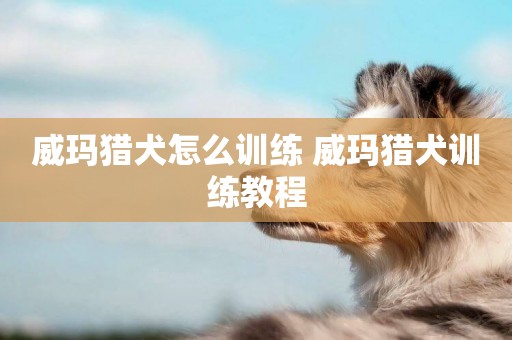威瑪獵犬怎么訓練 威瑪獵犬訓練教程