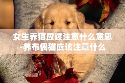 女生養貓應該注意什么意思-養布偶貓應該注意什么
