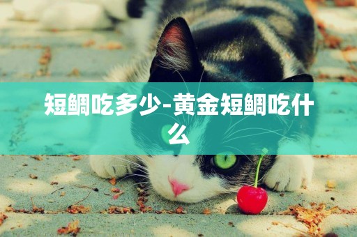 短鯛吃多少-黃金短鯛吃什么