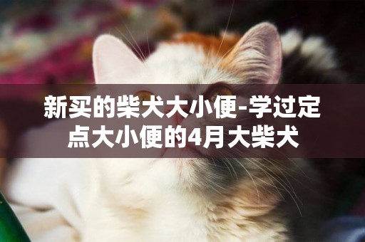 新買的柴犬大小便-學過定點大小便的4月大柴犬